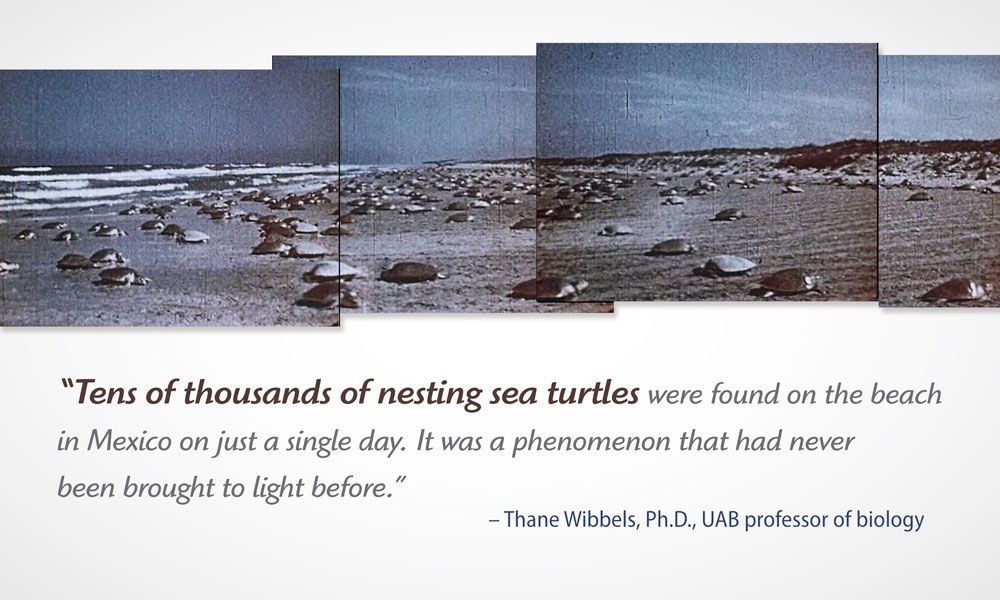 turtles-with-quote