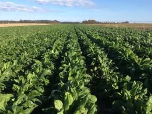 Bon Secour Valley Ingredients dehydrates fruits and vegetables , including chicory, and turns them into flours and powders. (Image: BSVI)