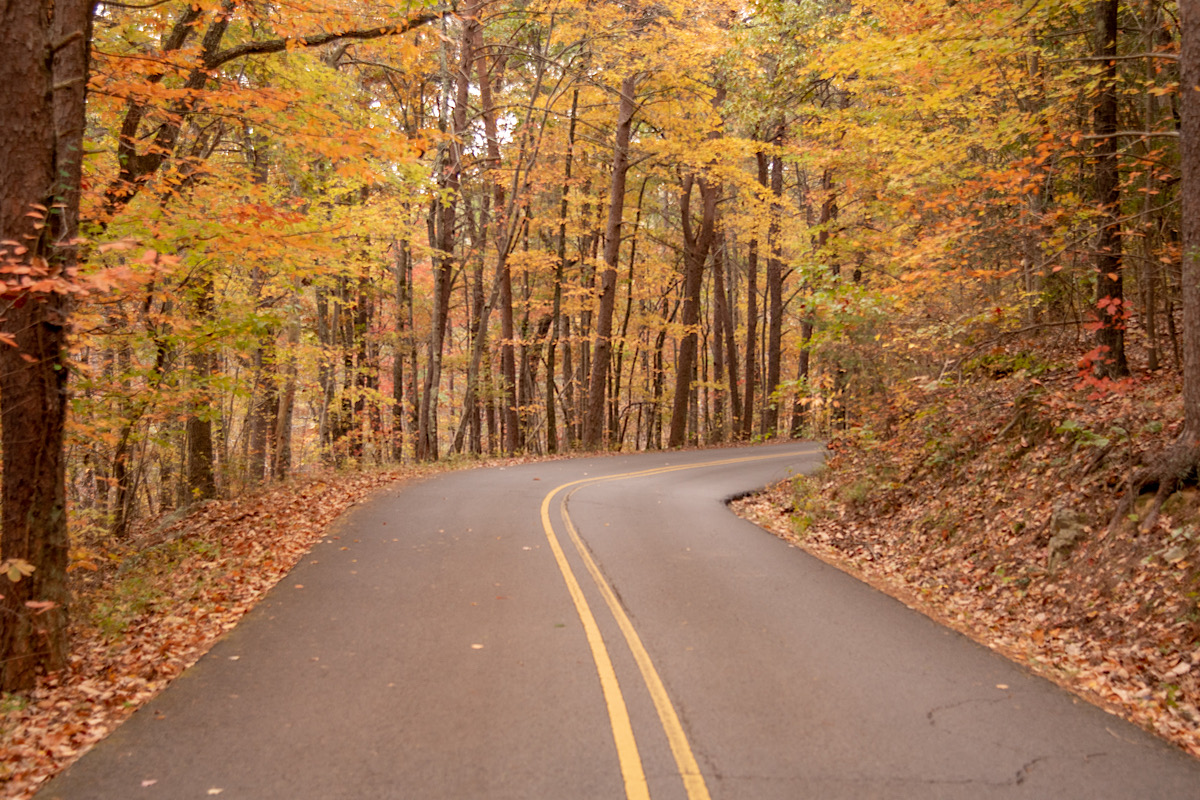 road with fall foliage